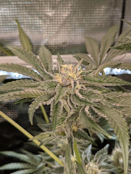 ZodaZa - Umami. Week 11