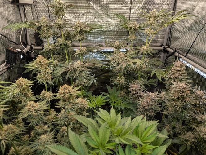 ZodaZa - Umami. Week 11