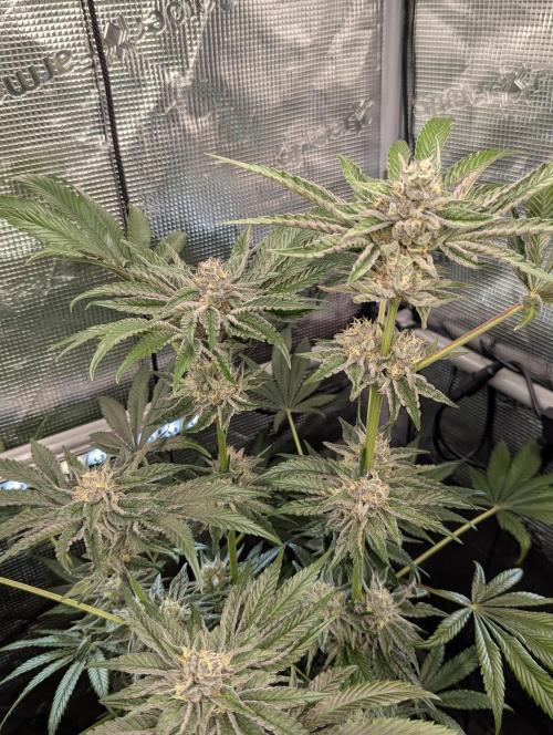 ZodaZa - Umami. Week 11