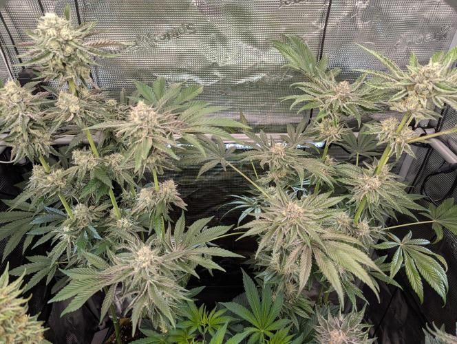 ZodaZa - Umami. Week 11