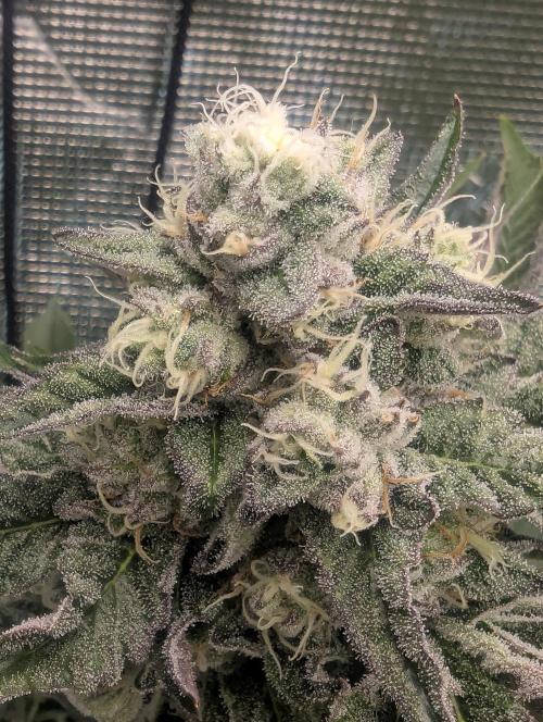 Zhampagne - Compound Genetics. Week 10