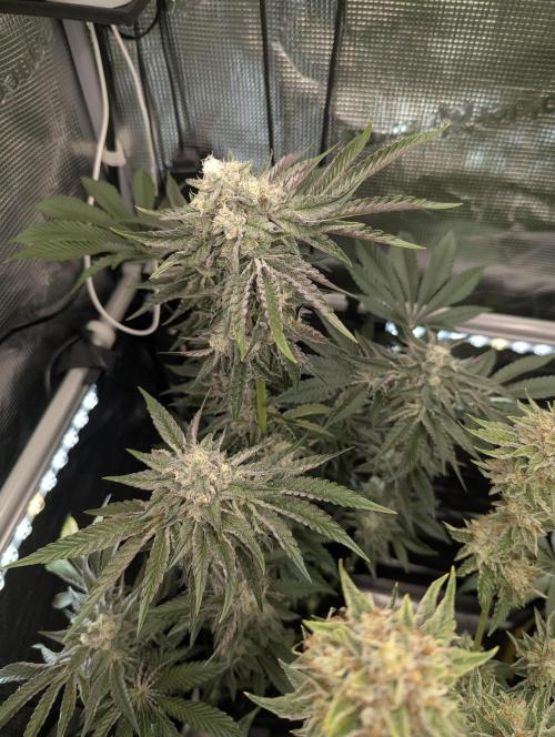 Zhampagne - Compound Genetics. Week 10
