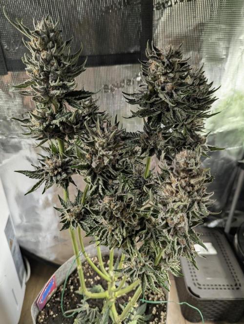 British Delight - Wizard Trees. Week 14