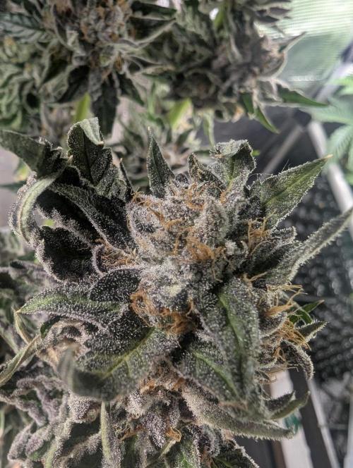 British Delight - Wizard Trees. Week 14