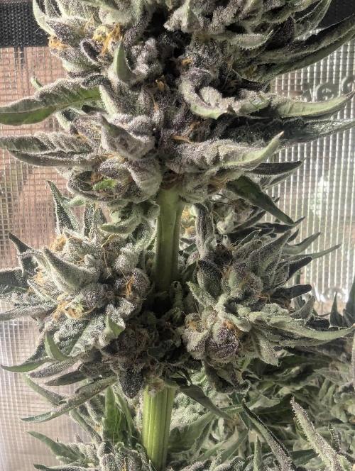 British Delight - Wizard Trees. Week 14