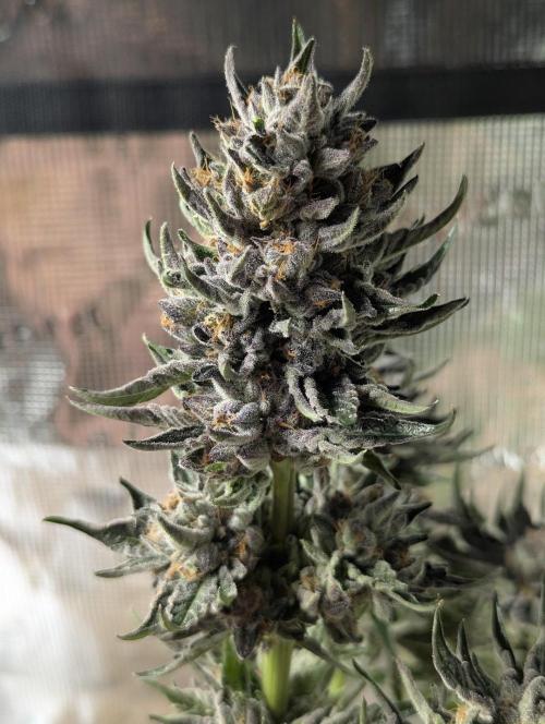 British Delight - Wizard Trees. Week 14