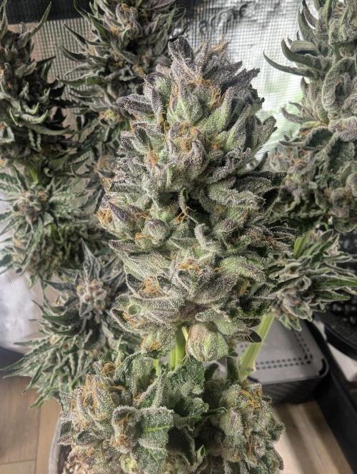British Delight - Wizard Trees. Week 14