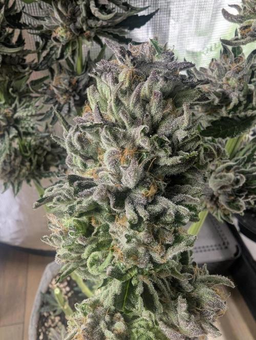 British Delight - Wizard Trees. Week 14