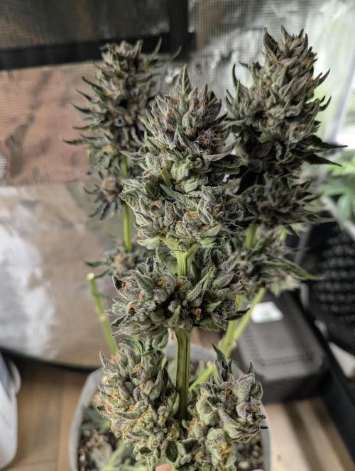 British Delight - Wizard Trees. Week 14