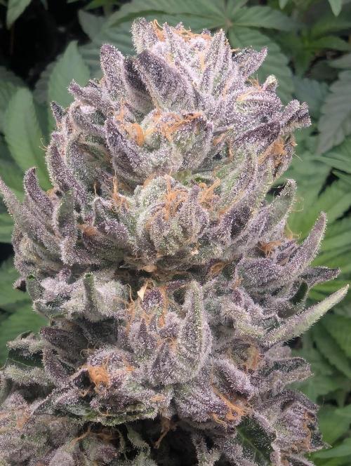 British Delight - Wizard Trees. Week 14