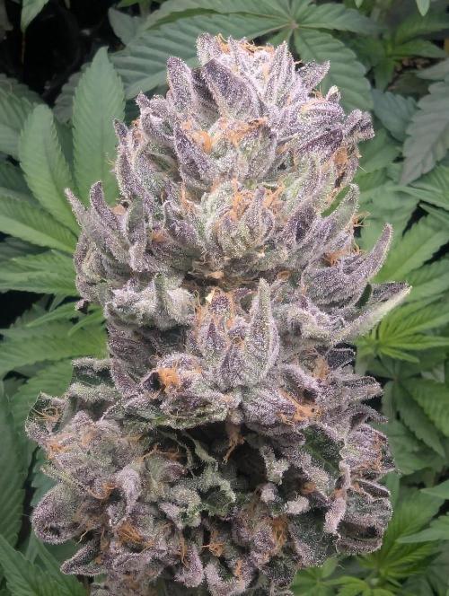 British Delight - Wizard Trees. Week 14