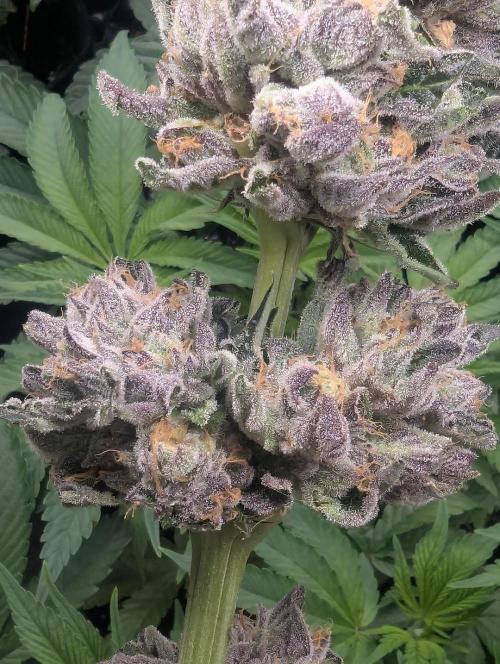 British Delight - Wizard Trees. Week 14