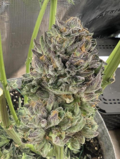 British Delight - Wizard Trees. Week 14