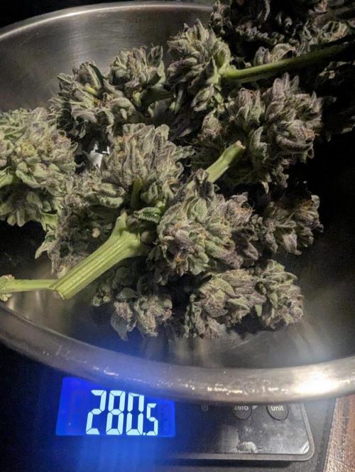 British Delight - Wizard Trees. Week 14