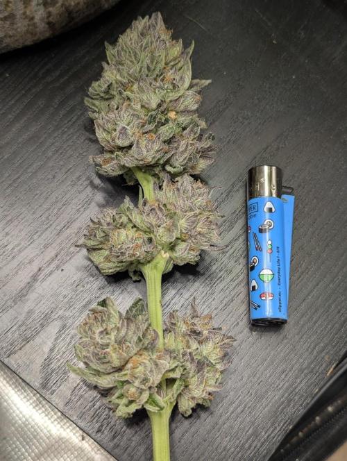 British Delight - Wizard Trees. Week 14