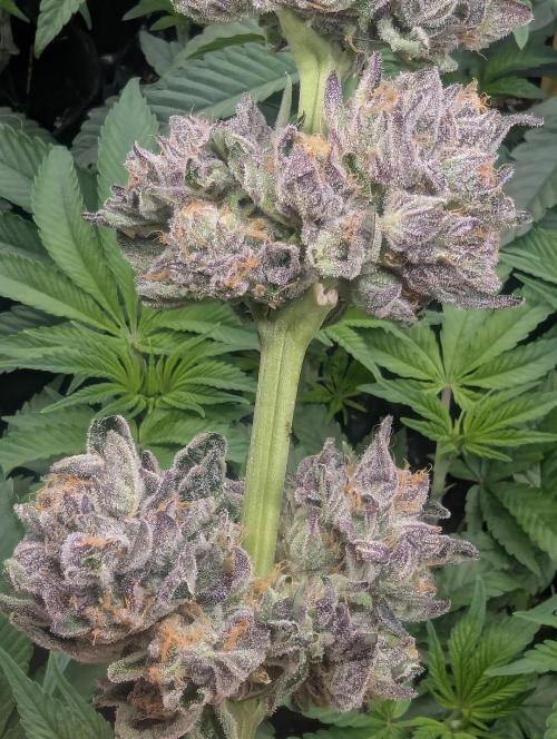 British Delight - Wizard Trees. Week 14