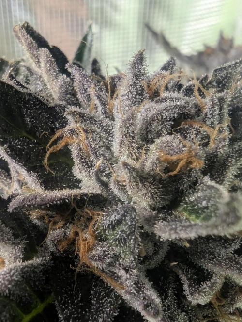British Delight - Wizard Trees. Week 14