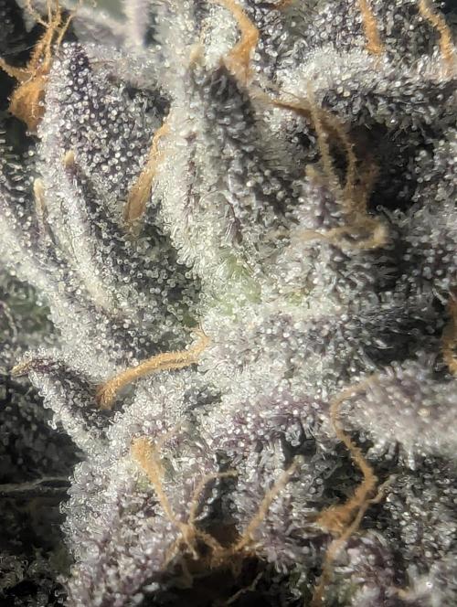 British Delight - Wizard Trees. Week 14