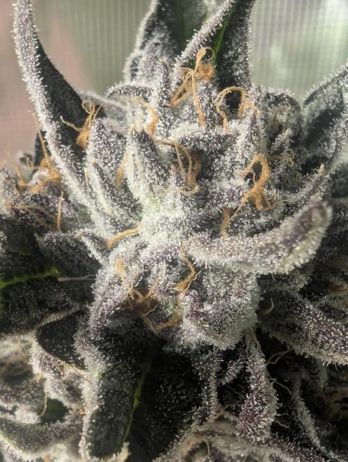 British Delight - Wizard Trees. Week 14