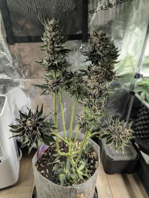 British Delight - Wizard Trees. Week 14
