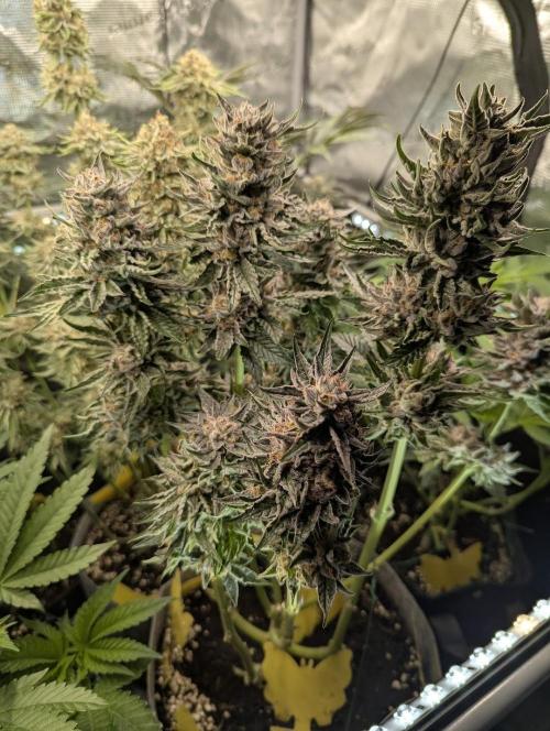 British Delight - Wizard Trees. Week 14