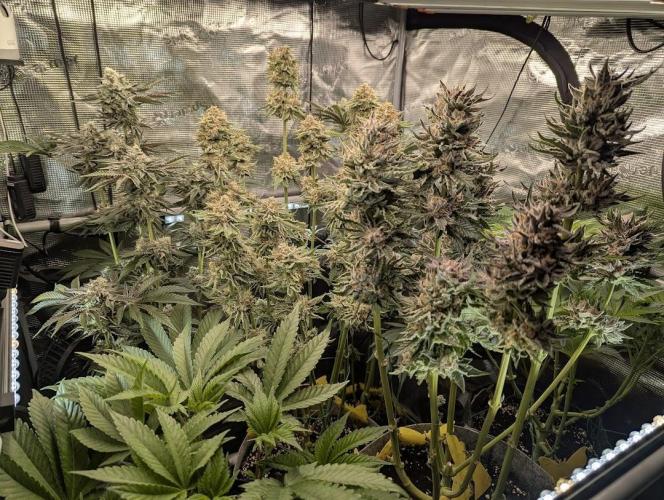 British Delight - Wizard Trees. Week 14