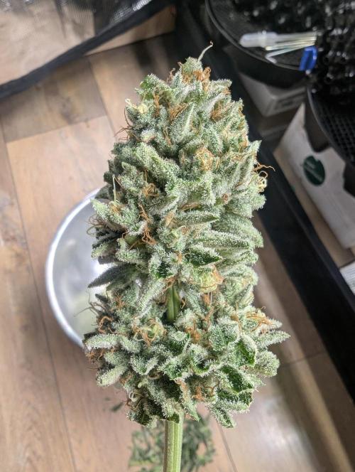 Wizard Fuel - Wizard Trees. Week 14