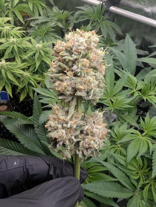 Wizard Fuel - Wizard Trees. Week 14
