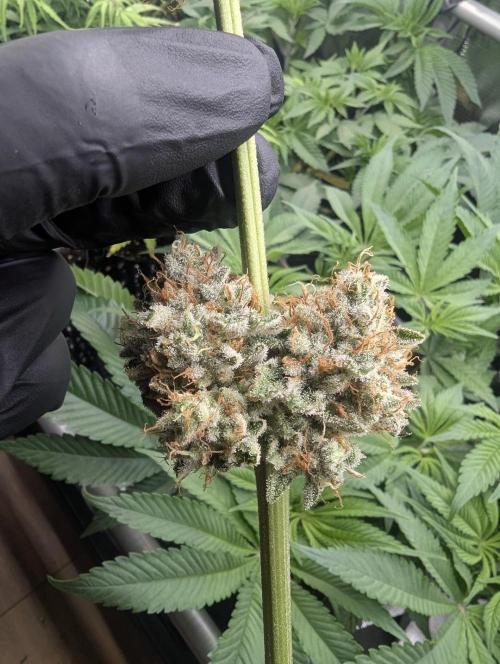 Wizard Fuel - Wizard Trees. Week 14
