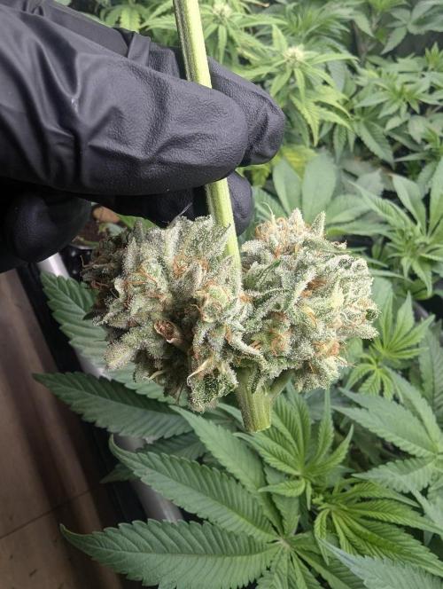 Wizard Fuel - Wizard Trees. Week 14