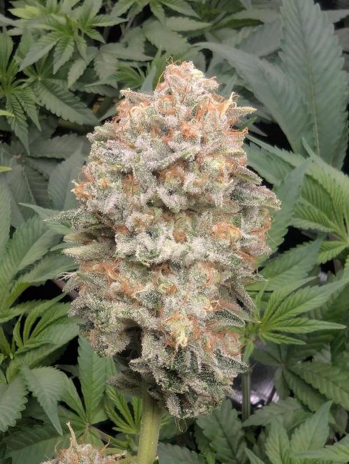 Wizard Fuel - Wizard Trees. Week 14