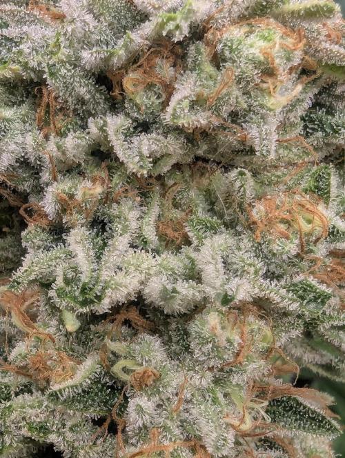 Wizard Fuel - Wizard Trees. Week 14