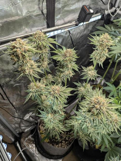 Wizard Fuel - Wizard Trees. Week 14