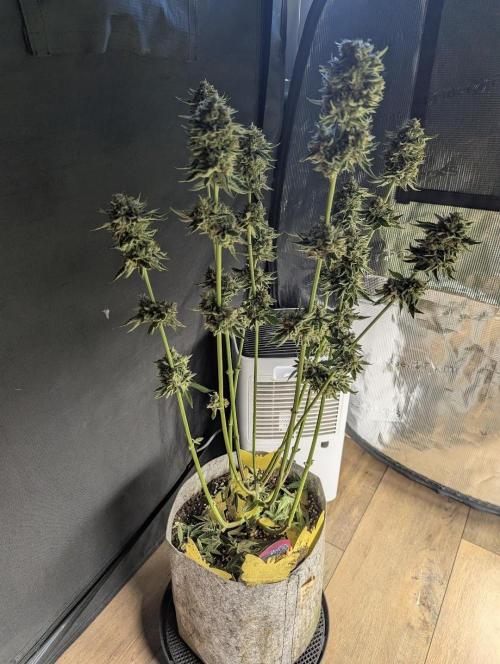 Wizard Fuel - Wizard Trees. Week 14