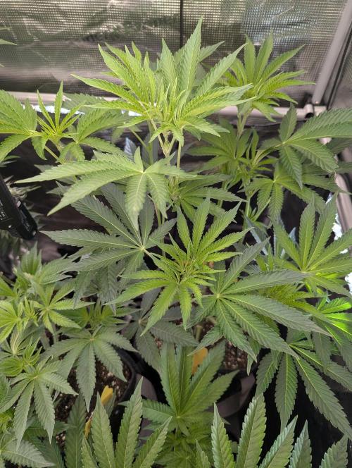 ZkyscraperZ - N.Y.Ceeds. Week 7