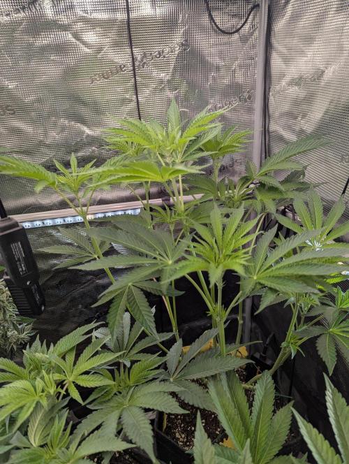 ZkyscraperZ - N.Y.Ceeds. Week 7