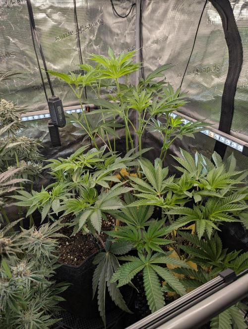 ZkyscraperZ - N.Y.Ceeds. Week 7