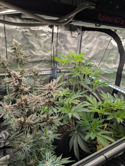 ZkyscraperZ - N.Y.Ceeds. Week 7