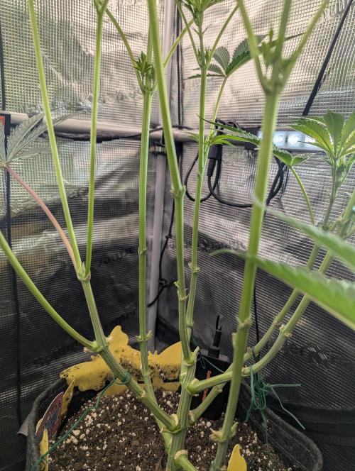ZkyscraperZ - N.Y.Ceeds. Week 7