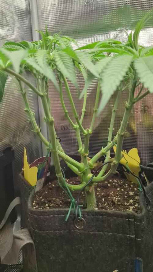 Holy Snow - Greenhouse Seed Co.
