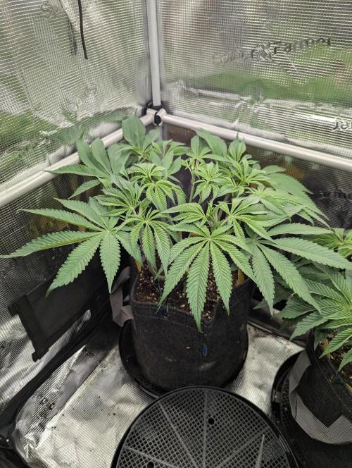 Holy Snow - Greenhouse Seed Co.. Week 7