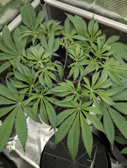 Holy Snow - Greenhouse Seed Co.. Week 7