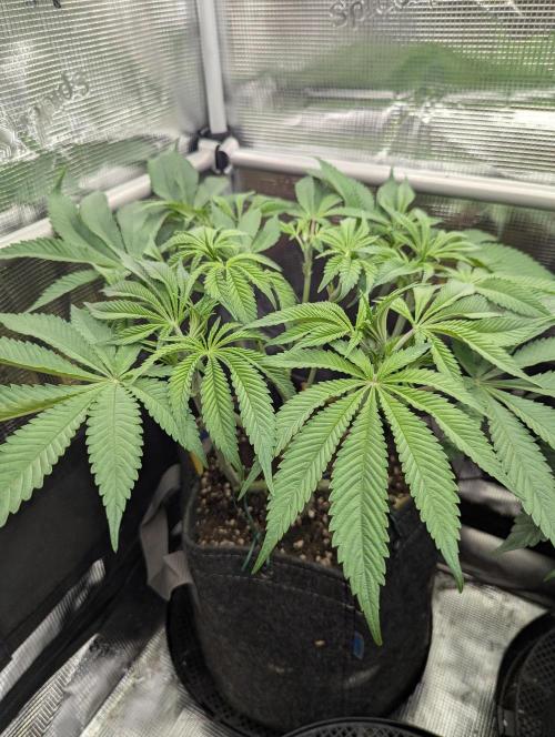 Holy Snow - Greenhouse Seed Co.. Week 7