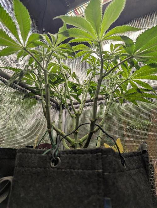 Holy Snow - Greenhouse Seed Co.. Week 7