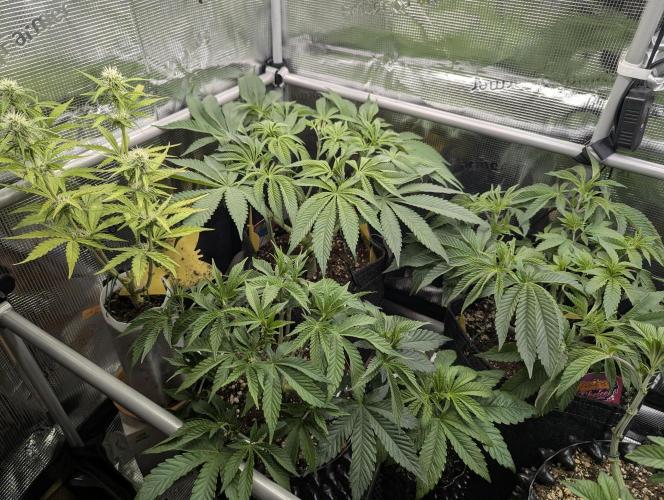 Holy Snow - Greenhouse Seed Co.. Week 7