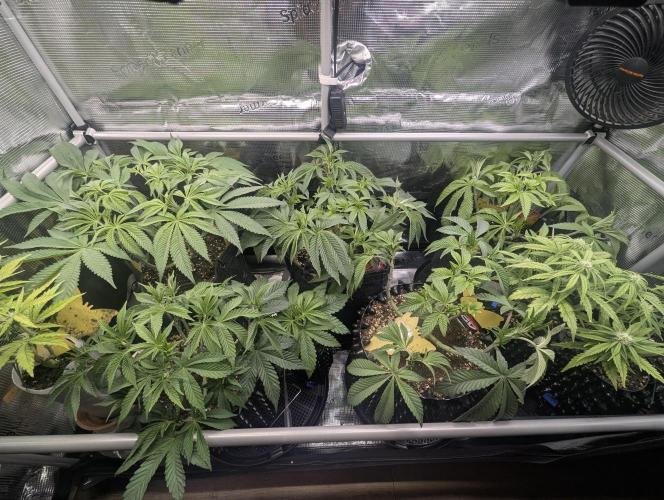 Holy Snow - Greenhouse Seed Co.. Week 7
