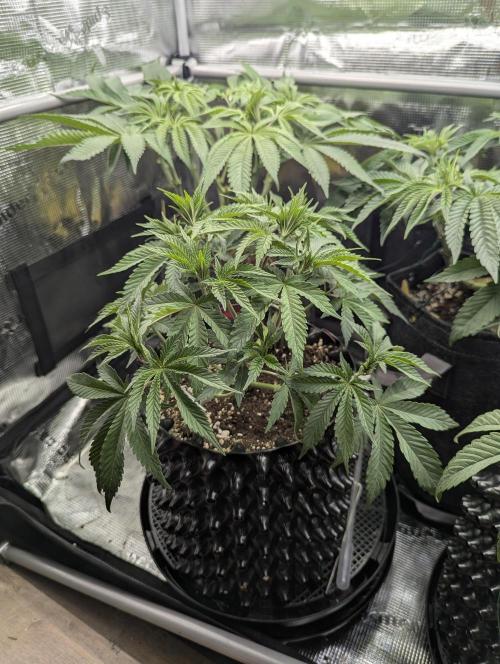 Glue 31 - Compound Genetics. Week 5
