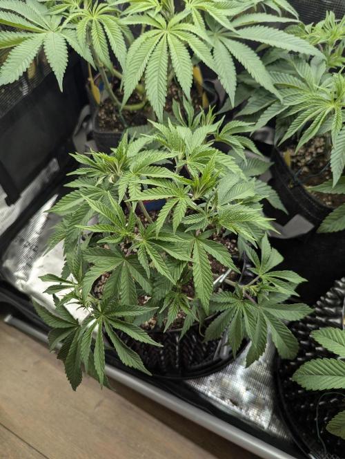 Glue 31 - Compound Genetics. Week 5