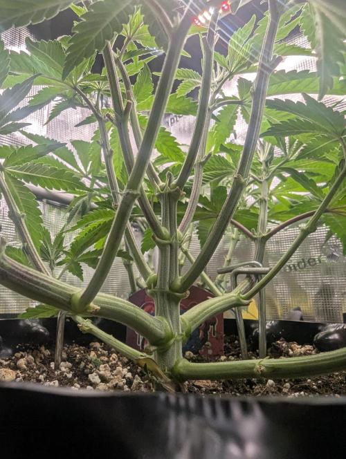 Glue 31 - Compound Genetics. Week 5