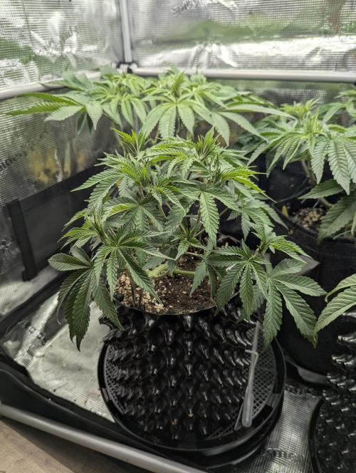 Glue 31 - Compound Genetics. Week 5